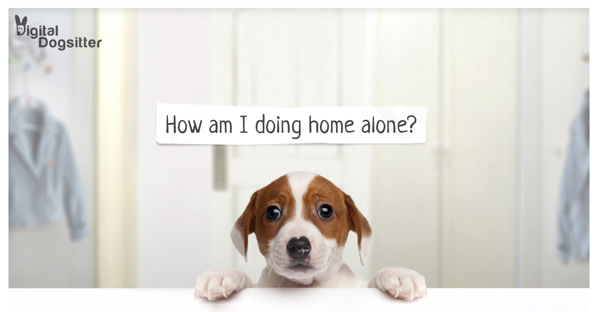 Digital Dogsitter - home alone