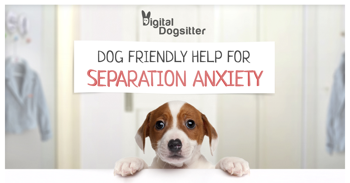 Digital Dogsitter - dog friendly help for separation anxiety
